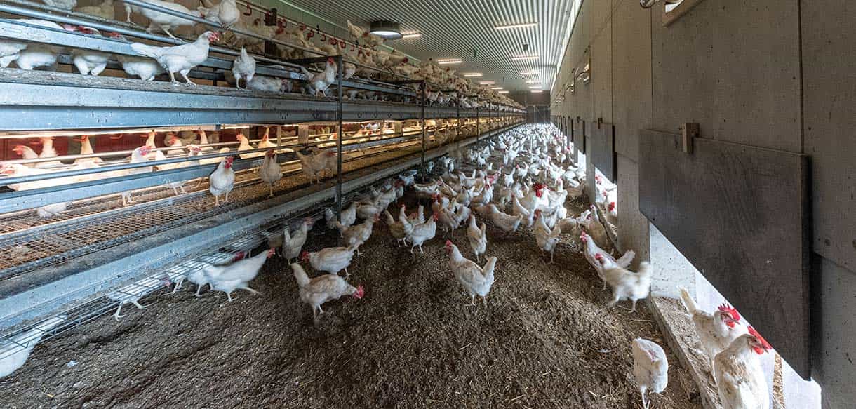 Legehennenstall von Haas Landwirtschaftsbau