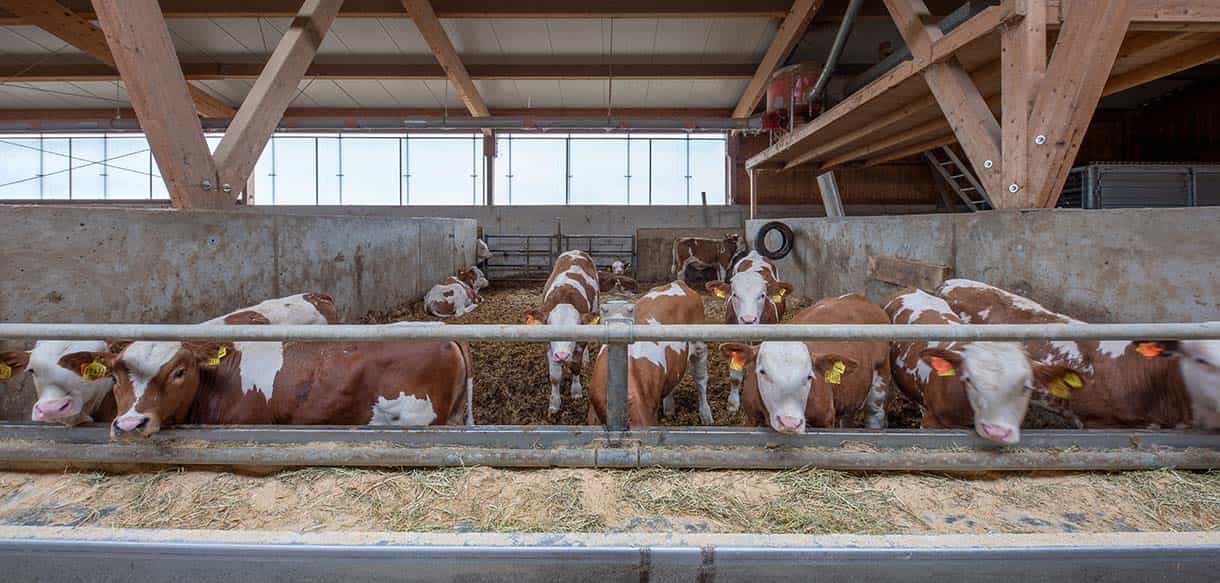 Bullenmaststall von Haas Landwirtschaftsbau