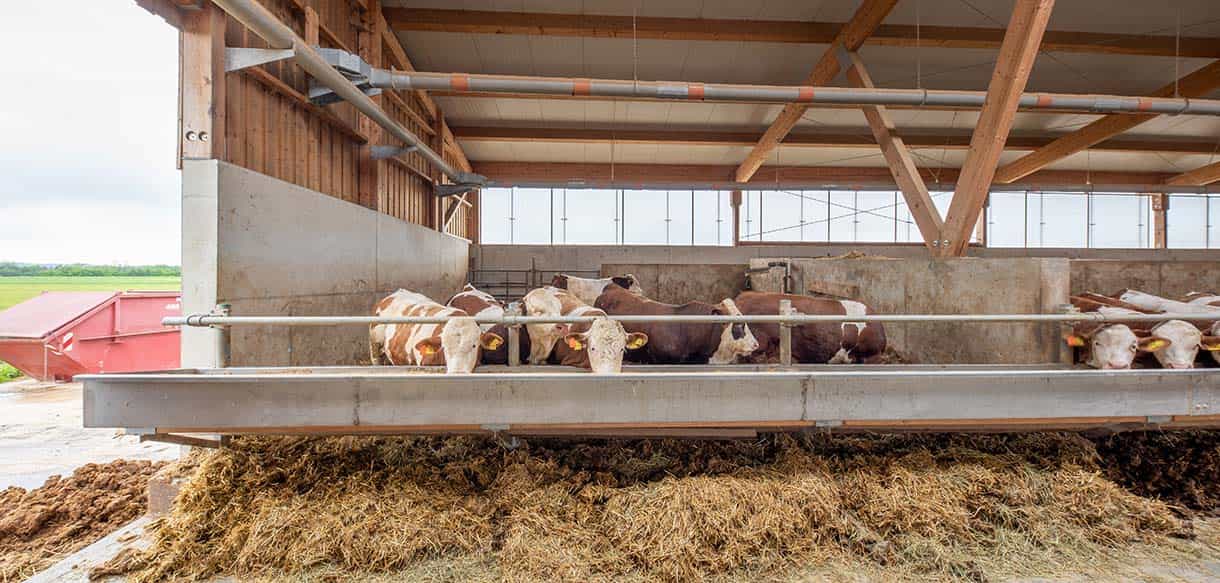 Bullenmaststall von Haas Landwirtschaftsbau