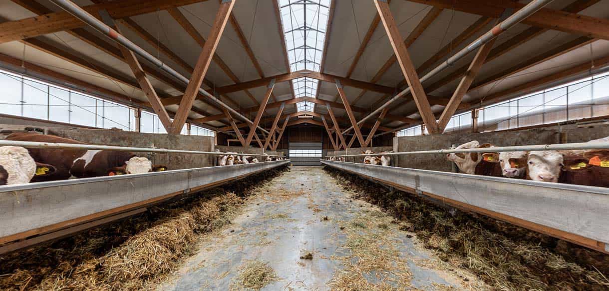 Bullenmaststall von Haas Landwirtschaftsbau