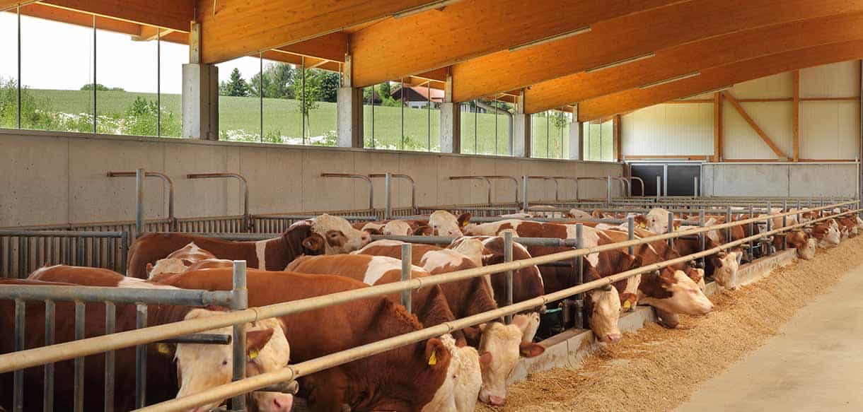Bullenmaststall von Haas Landwirtschaftsbau