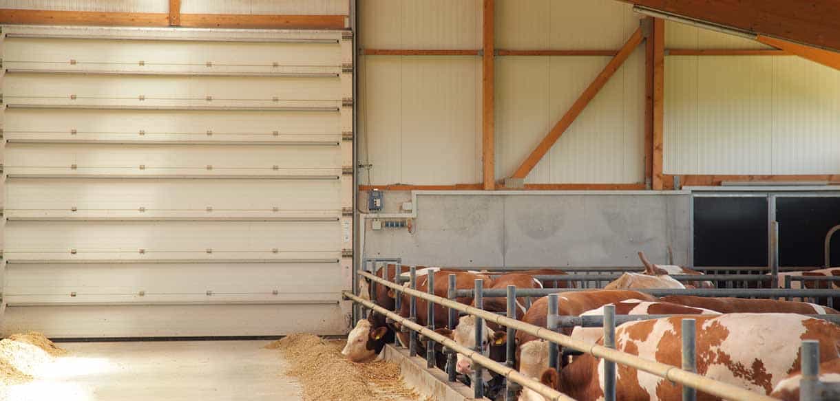 Bullenmaststall von Haas Landwirtschaftsbau