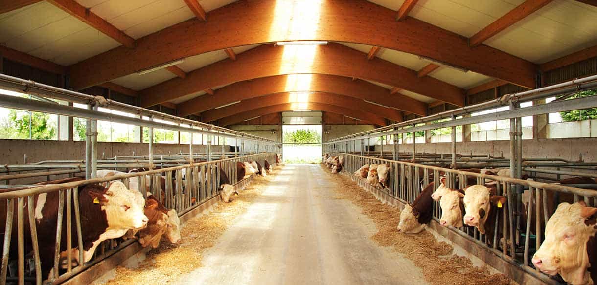 Bullenmaststall von Haas Landwirtschaftsbau