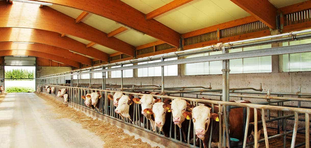 Bullenmaststall von Haas Landwirtschaftsbau