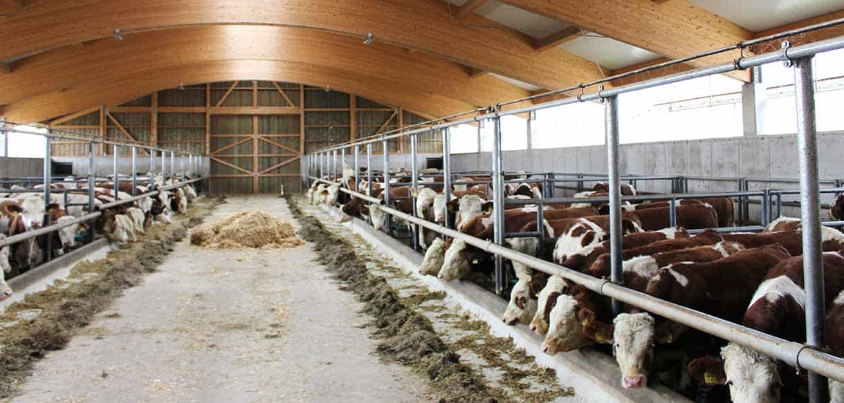 Bullenmaststall in Polling von Haas Landwirtschaftsbau