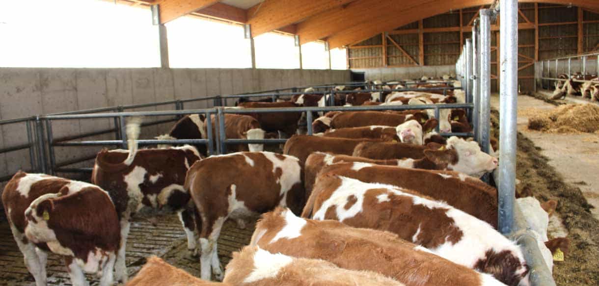 Bullenmaststall in Polling von Haas Landwirtschaftsbau
