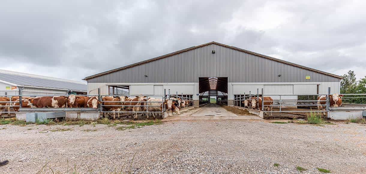 Milchviehlaufstall von Haas Landwirtschaftsbau