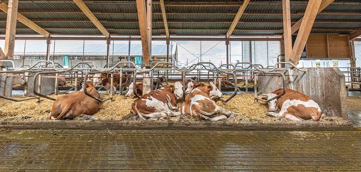 Milchviehlaufstall von Haas Landwirtschaftsbau