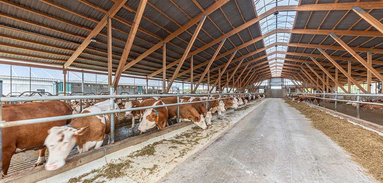 Milchviehlaufstall von Haas Landwirtschaftsbau