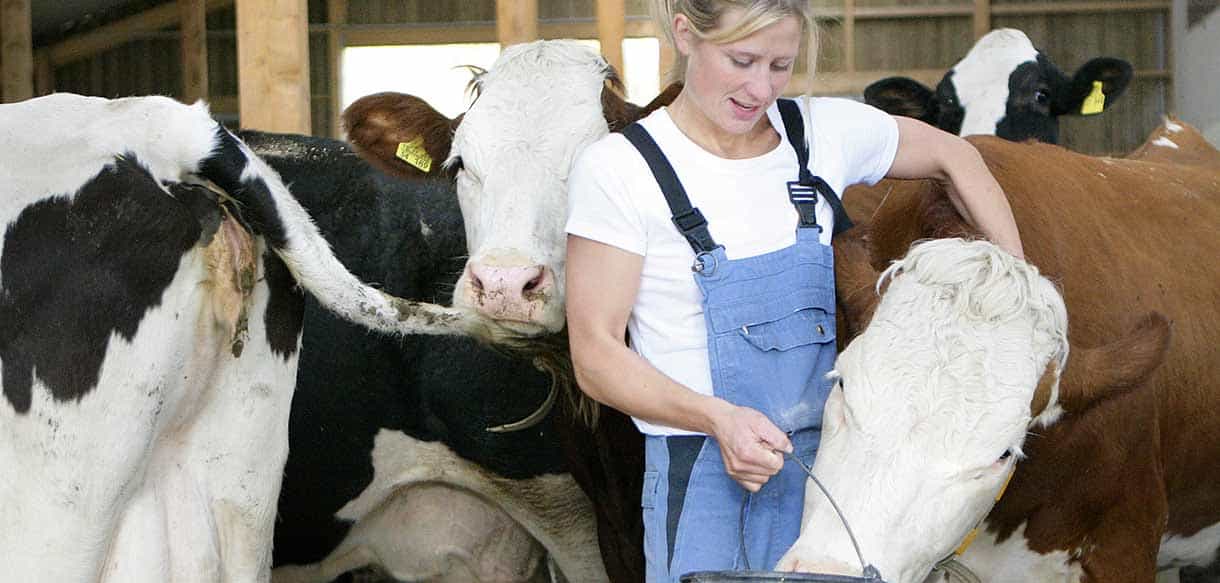 Milchviehstall von Haas Landwirtschaftsbau