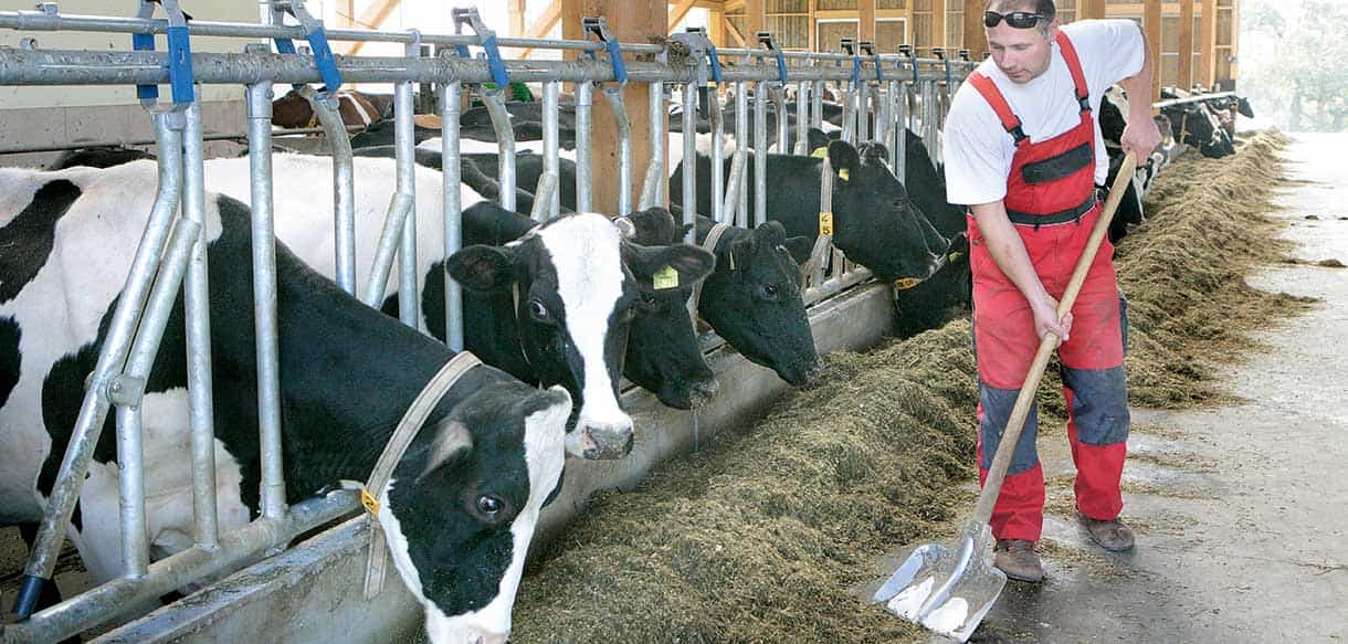 Milchviehstall von Haas Landwirtschaftsbau