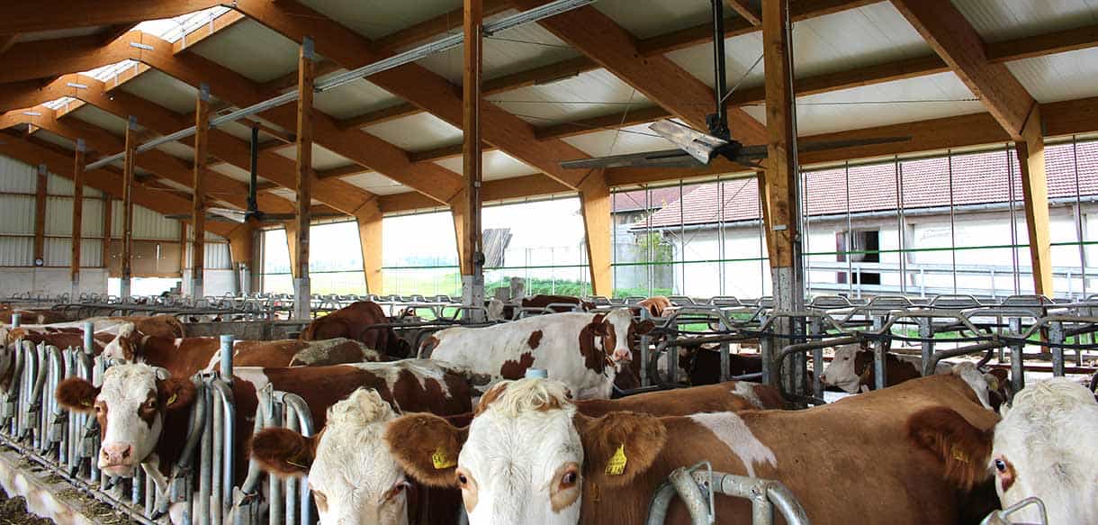 Milchviehstall mit Firstbelichtung von Haas Landwirtschaftsbau