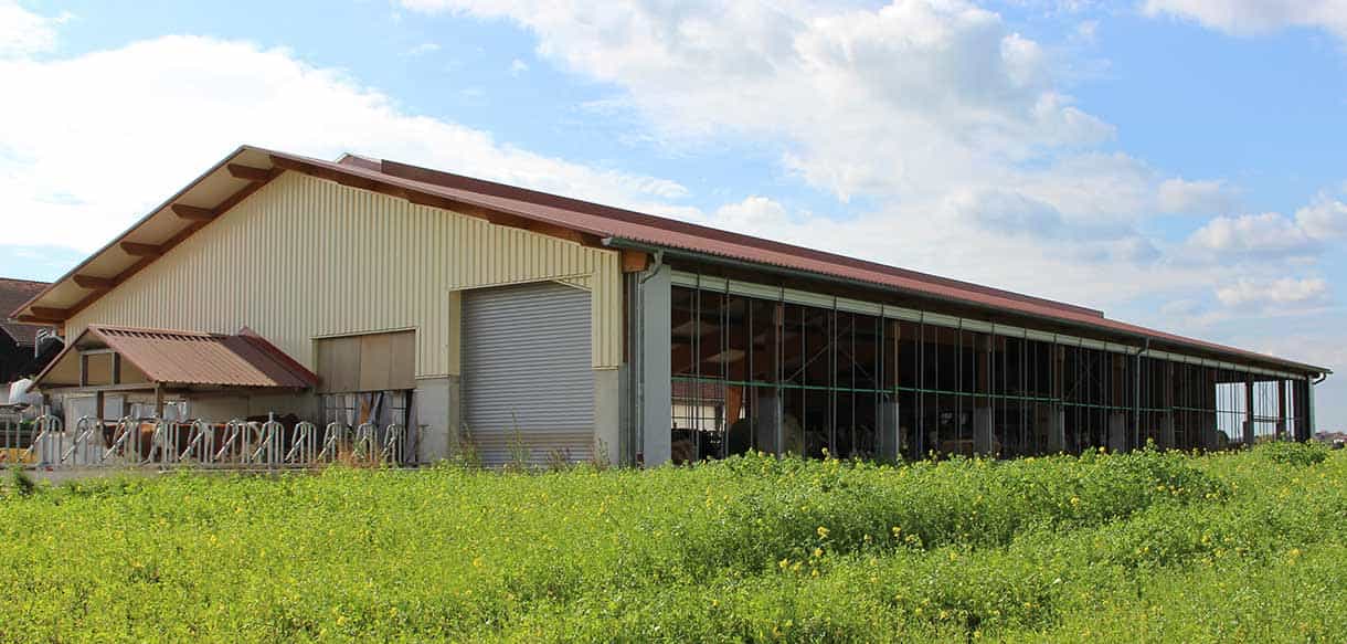 Milchviehstall mit Firstbelichtung von Haas Landwirtschaftsbau