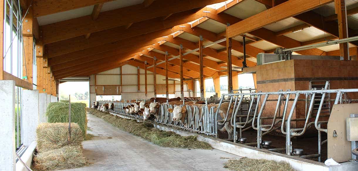 Milchviehstall mit Firstbelichtung von Haas Landwirtschaftsbau