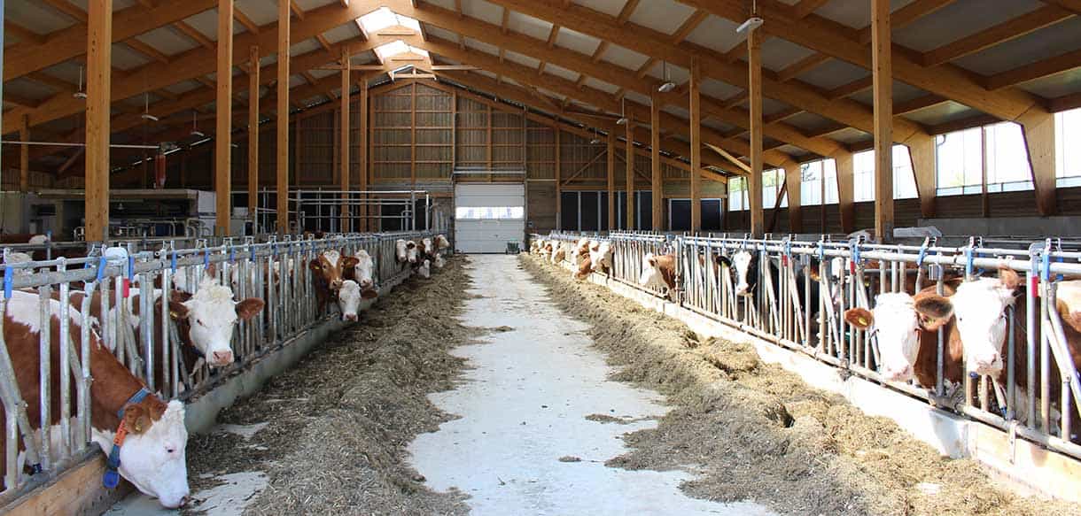 Milchviehstall von Haas Landwirtschaftsbau