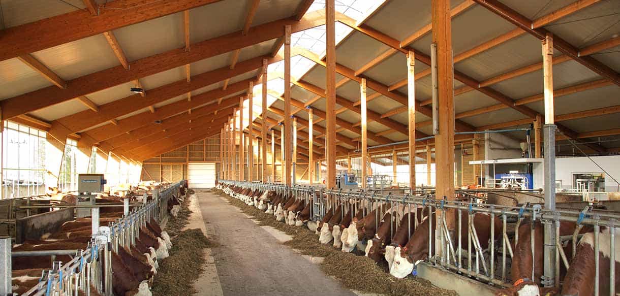 Milchviehstall von Haas Landwirtschaftsbau