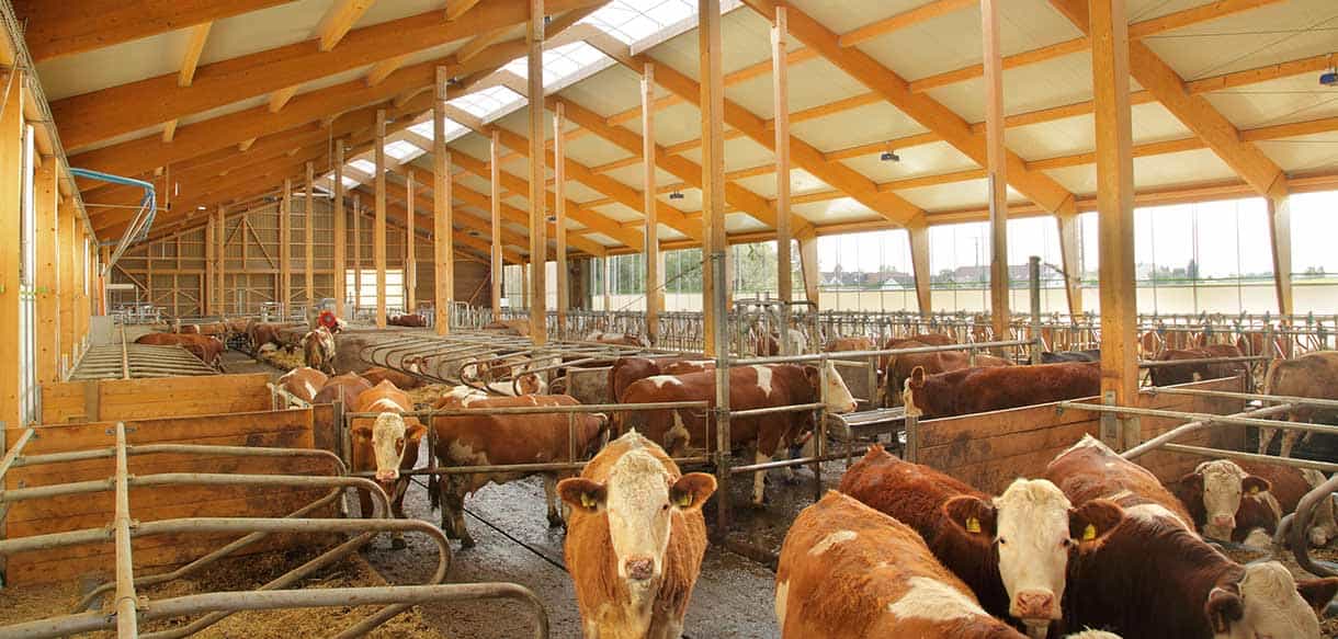 Milchviehstall von Haas Landwirtschaftsbau