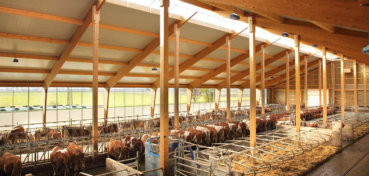 Milchviehstall von Haas Landwirtschaftsbau