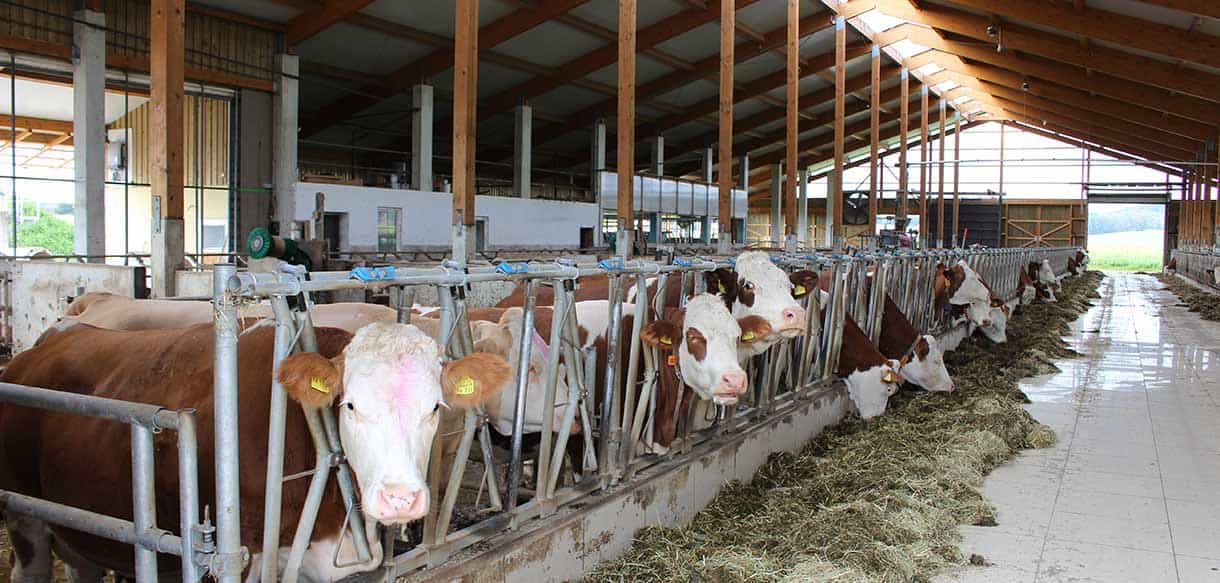 Milchviehstall mit Firstlüftung von Haas Landwirtschaftsbau