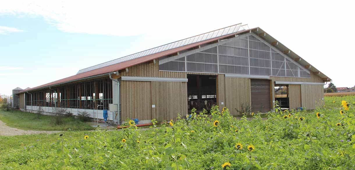 Milchviehstall mit Firstlüftung von Haas Landwirtschaftsbau