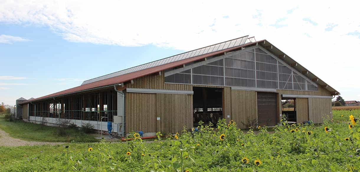 Milchviehstall mit Firstlüftung von Haas Landwirtschaftsbau