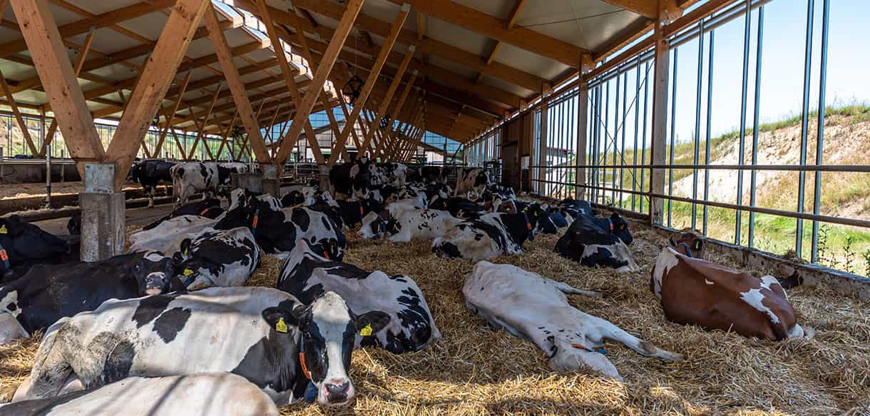 Milchviehstall von Haas Landwirtschaftsbau
