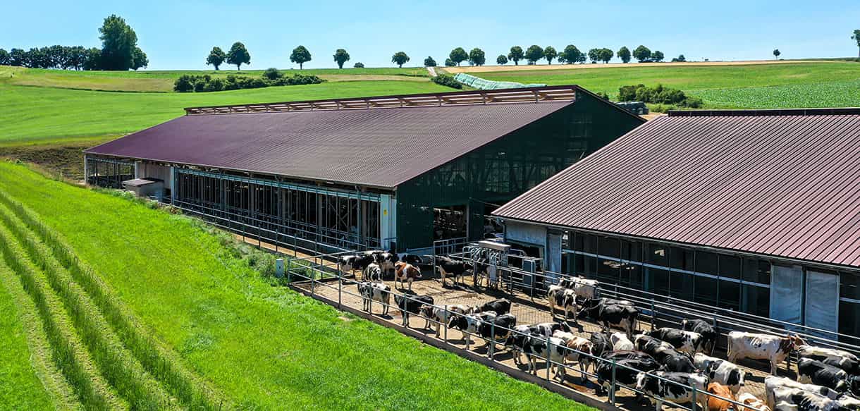 Milchviehstall von Haas Landwirtschaftsbau