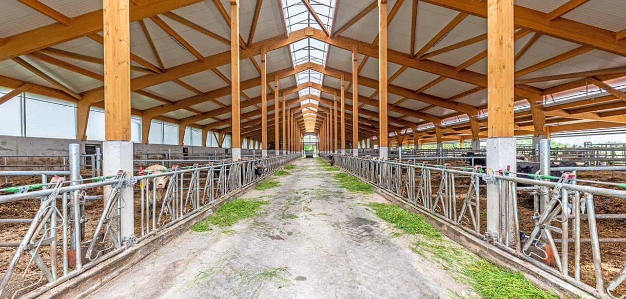 Mutterkuhstall von Haas Landwirtschaftsbau