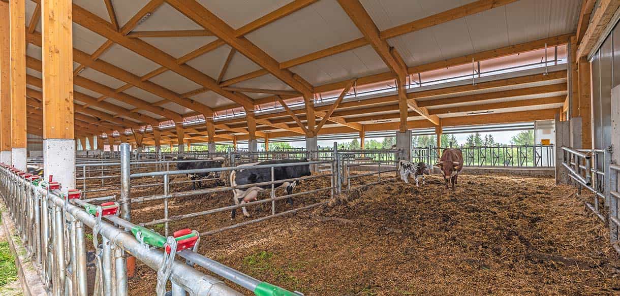 Mutterkuhstall von Haas Landwirtschaftsbau