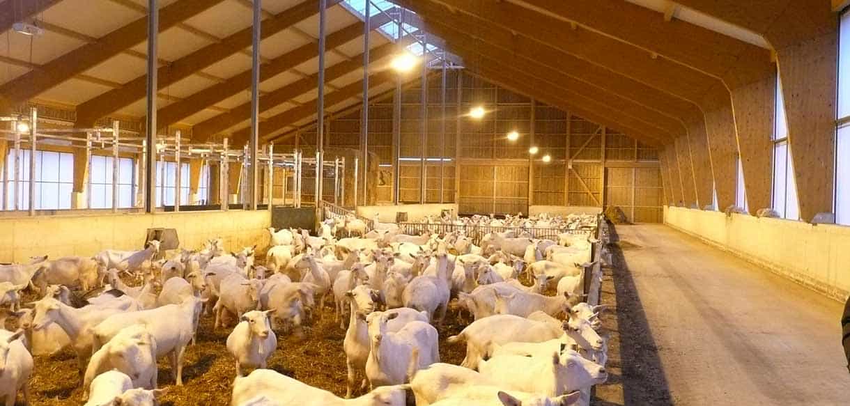 Ziegenstall von Haas Landwirtschaftsbau