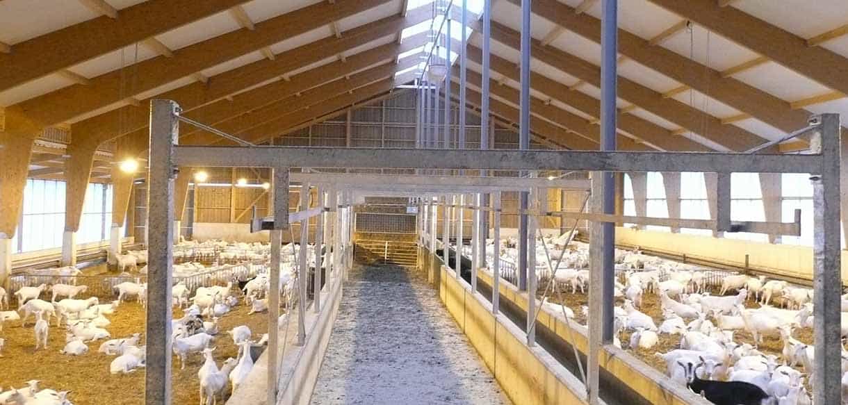 Ziegenstall von Haas Landwirtschaftsbau