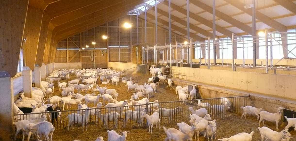 Ziegenstall von Haas Landwirtschaftsbau