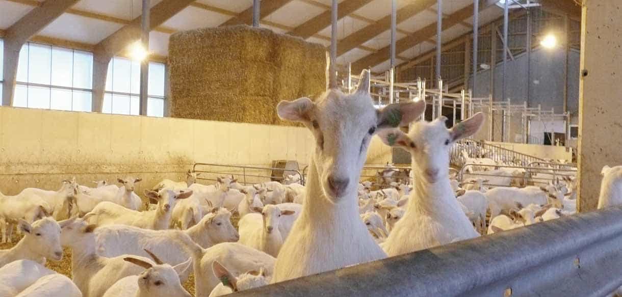 Ziegenstall von Haas Landwirtschaftsbau