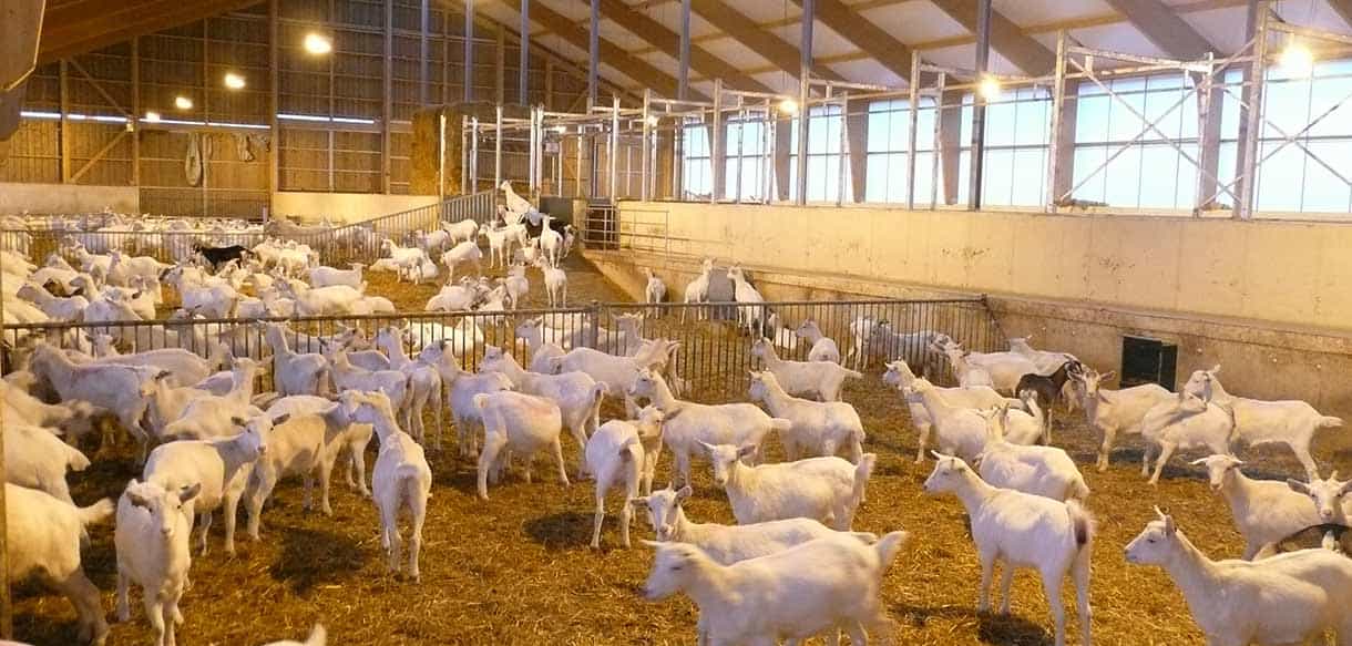 Ziegenstall von Haas Landwirtschaftsbau