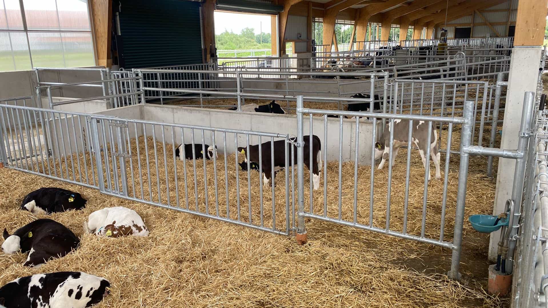 Strohbucht mit Kälbern hinter Gittern im Milchviehstall in Marzling