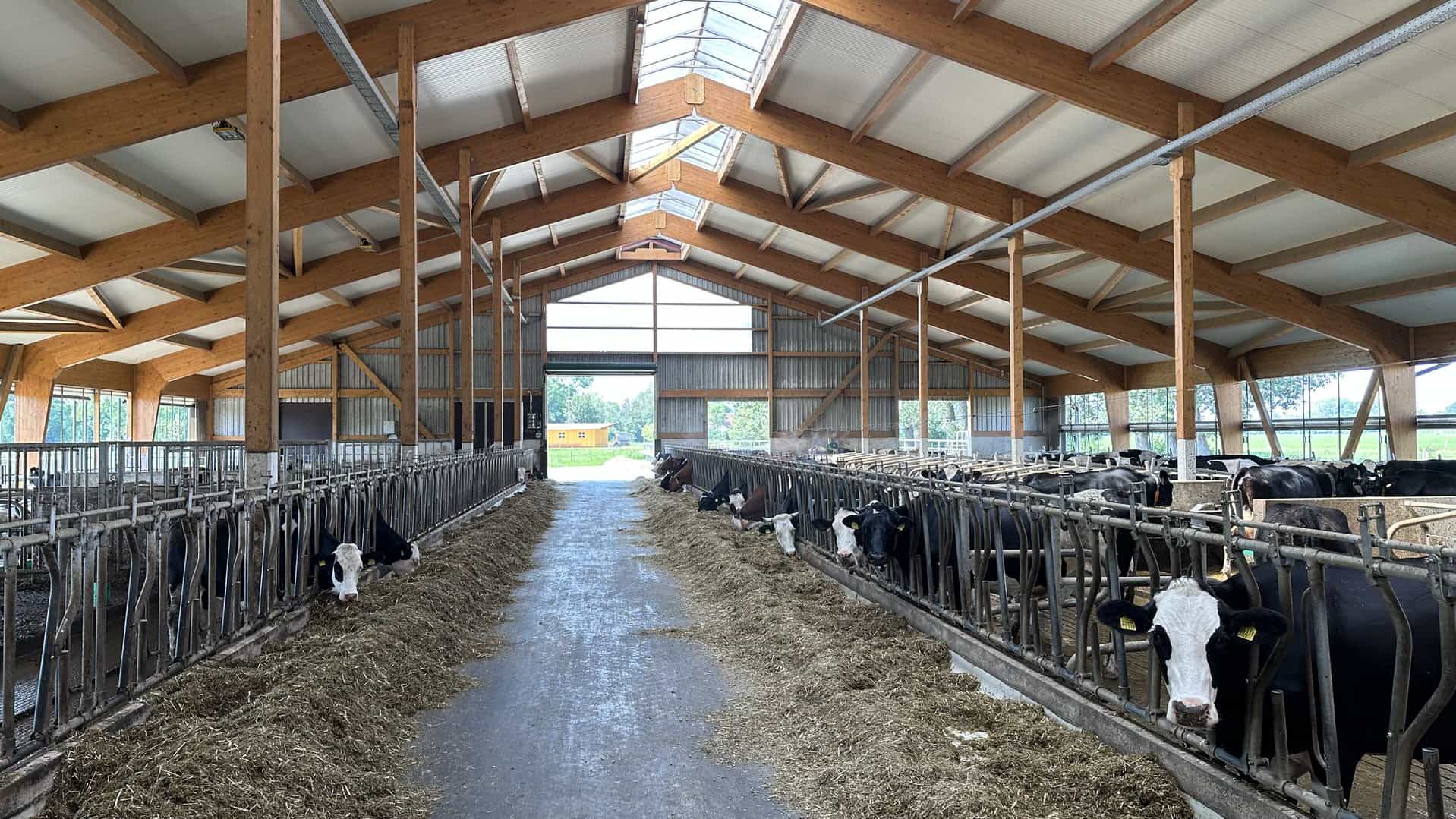Futtertisch mit Kühen am Fressgitter beidseitig im Milchviehstall in Marzling mit Firstlicht