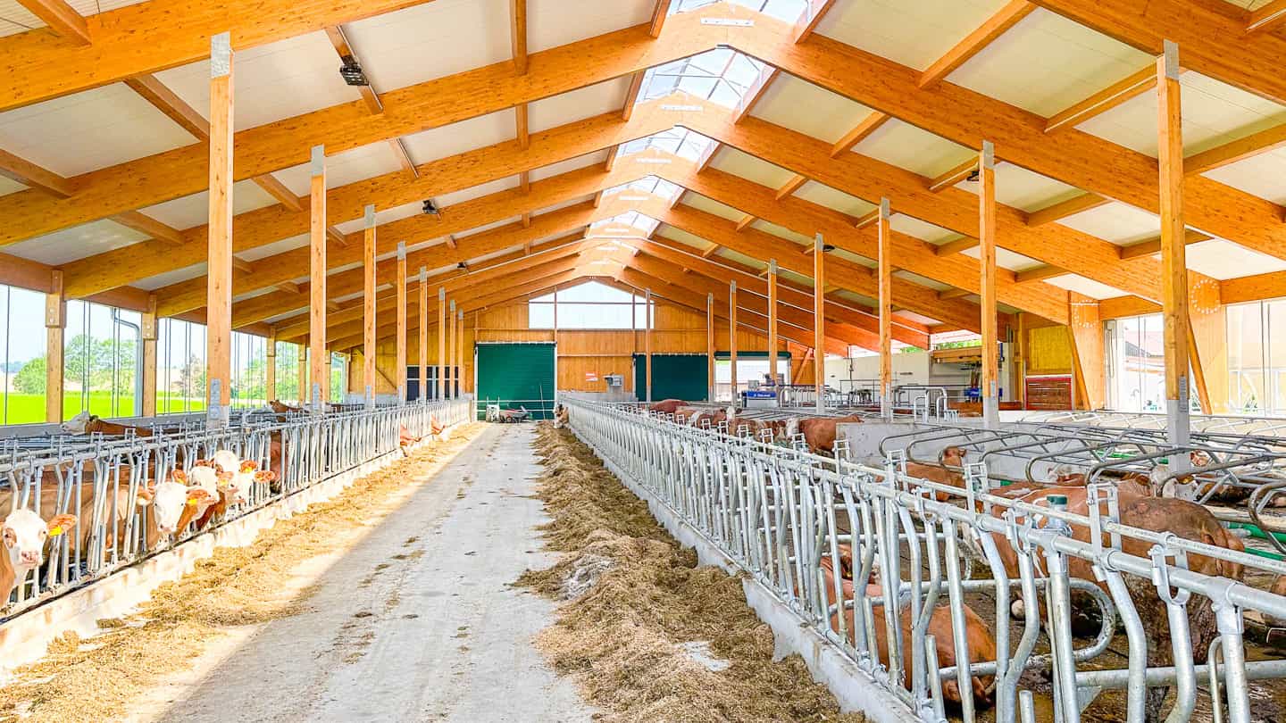 Futtertisch mit Kühen am Fressgitter beidseitig im Milchviehlaufstall in Frauenneuharting